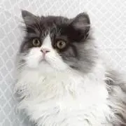 Charlie