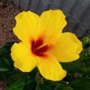 花の画像
