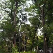 遊の画像