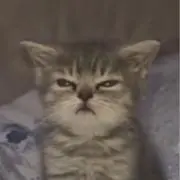 Mau