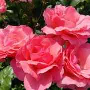 roseの画像