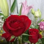 rose o(^o^)oの画像