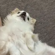 たんねの画像