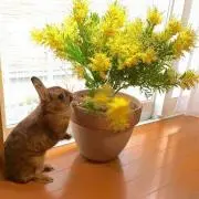 まりまりの画像