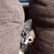 のるの画像
