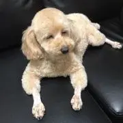 cherryの画像