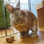 こえみ