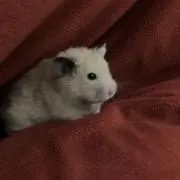 とらちゃんの画像