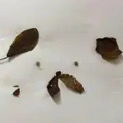 さーにゃ