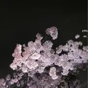 明後日キララの画像