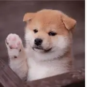 ほの画像