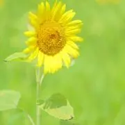 ckyの画像