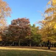 ヨーカドー