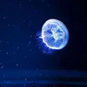 Ｋの画像