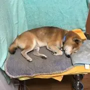 ボナンザの画像