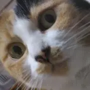 イキマの画像