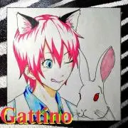 gattino