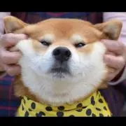 もふもふの画像