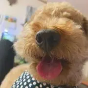 ぱん