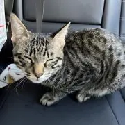 はるの画像