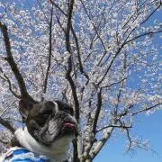 cherryの画像