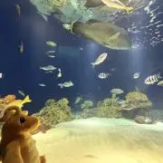 キラキラの画像