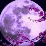 ＊紫月＊の画像