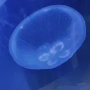 nanosの画像
