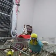 ＲＡＩＭＵ
