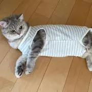 emilingoの画像