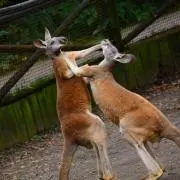 カンガルーの画像