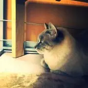 マエダ