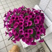 mayuの画像