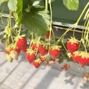 いちごの画像