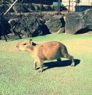 かぴばら