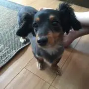 shinoの画像