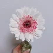 はなの画像