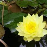 あいすの画像