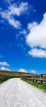 みかんの画像