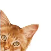 プロフ読んでね⭐︎aconomado⭐︎の画像