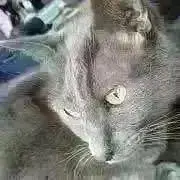 オヨ