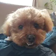 ちるちるの画像