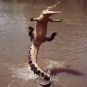 てくも