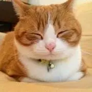となりのにゃーの画像