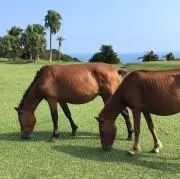 アヌビス　タロー