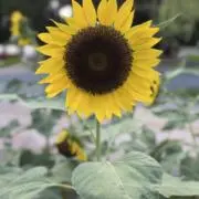 Pecoriiの画像