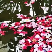りー＊プロフィール必読の画像