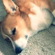 Sayの画像