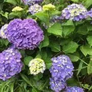 プク　可能な限り同梱対応いたしますの画像