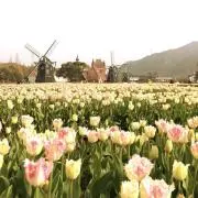 あのね(出品後1ヶ月経過→コメント希望)の画像